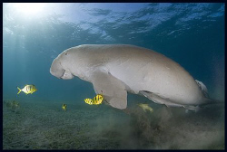 Dugong by Dejan Sarman 